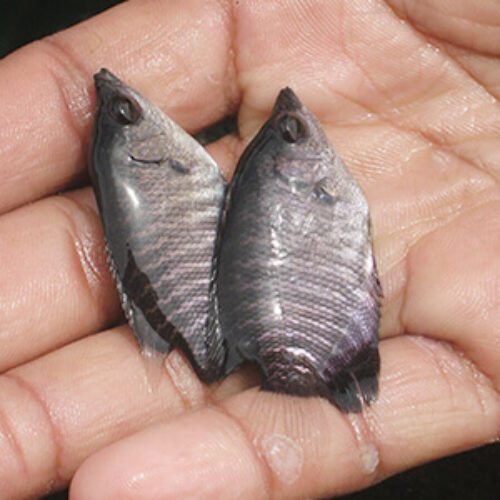 benih ikan gurame mina jaya abadi farm