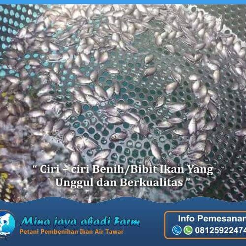mina jaya abadi farm - benih bibit ikan yang unggul
