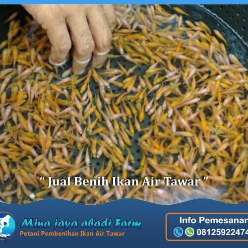 mina jaya abadi farm - jual benih ikan air tawar