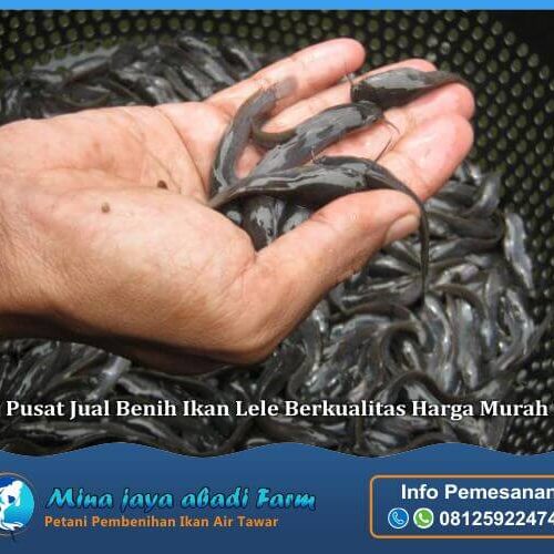 jual benih ikan lele kediri